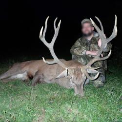 Chasse du Cerf au Brame dans les Pyrénées.