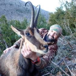 Chasse de l'Isard à l'approche dans les Pyrénées