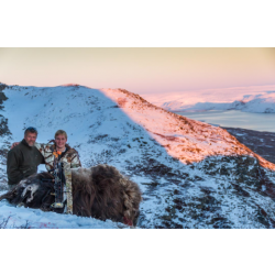 Groenland: Combo boeuf musqué et caribou, tout compris