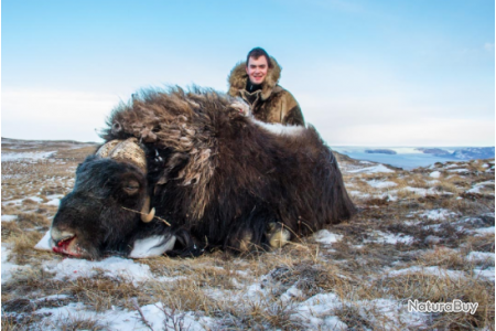 Groenland Approche Du Boeuf Musque Tout Compris Voyage De Chasse