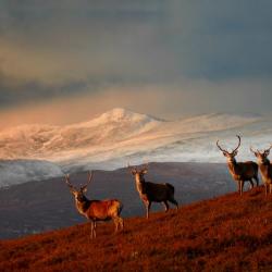 Ecosse: Cerf au brame dans les Highland à l'approche, tout compris