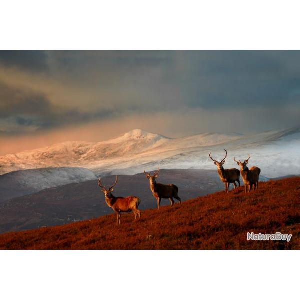 Ecosse: Cerf au brame dans les Highland à l'approche, tout compris