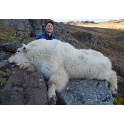 Colombie Britanique: Approche de la chèvre des Montagnes, prix spécial