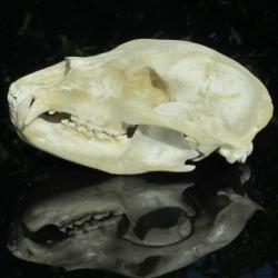 Taxidermie.Reconstitution crâne ours noir