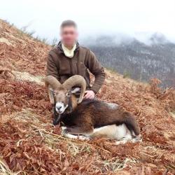 Chasse du Mouflon à l'approche dans les Pyrénées
