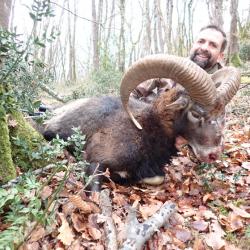 Chasse du Mouflon à l'approche dans les Pyrénées