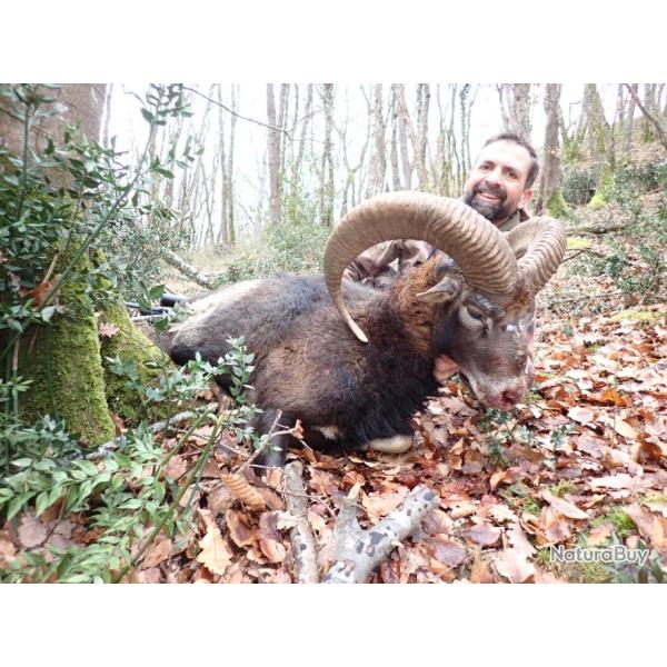 Chasse du Mouflon  l'approche dans les Pyrnes