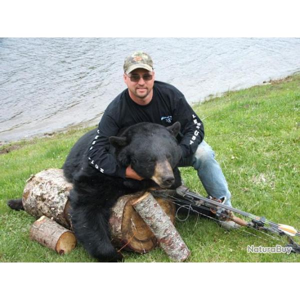 Chasse de l ours noir au Canada en 2025 !!!! Faites vite car les places partent vite...