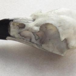 taxidermie trophée factice crâne d'aigle