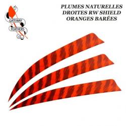 GATEWAY FEATHERS Plumes naturelles barrées RW Shield 5" pouces Barrée Orange