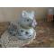 petites annonces chasse pêche : GRAND CHAT ANCIEN PORCELAINE DECOREE