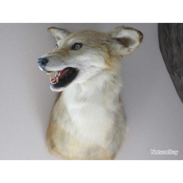 trophe  taxidermie coyote Amricain