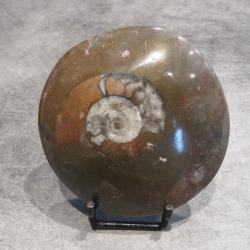 Magnifique ammonite  poli fossile de Madagascar fossile avec support
