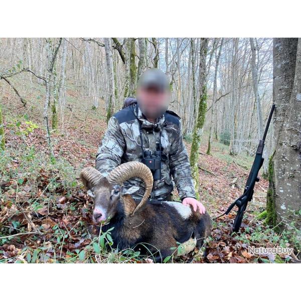 Chasse du Mouflon  l'approche dans les Pyrnes