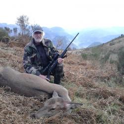 Chasse de la Biche à l'approche dans les Pyrénées.