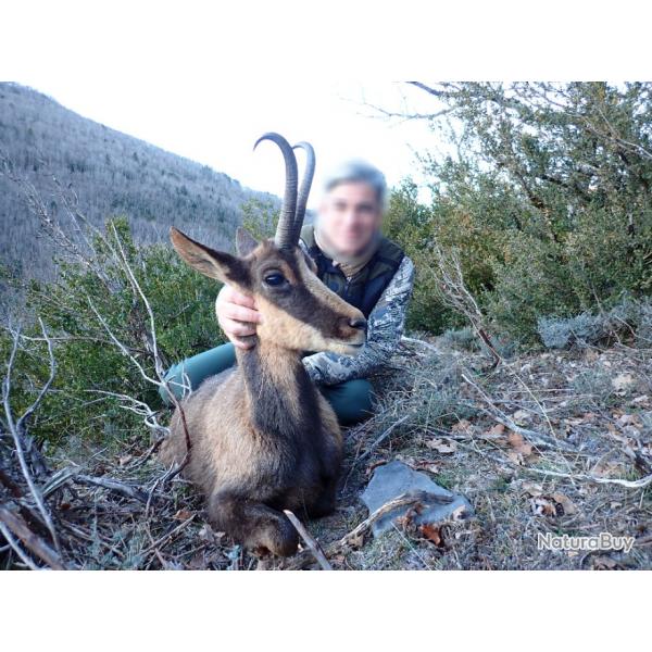 Chasse de l'Isard  l'approche dans les Pyrnes