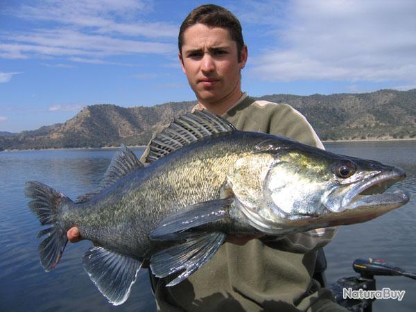 Séjour de Pêche à la Carpe en Espagne-Méquinenza 2023