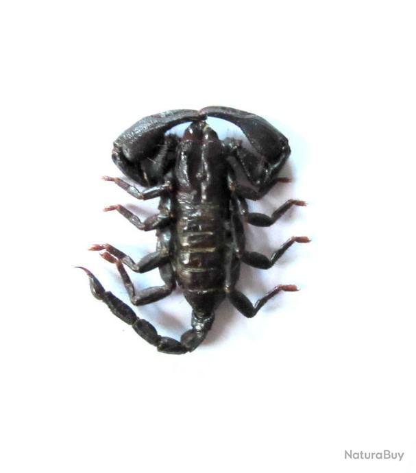 Veritable Scorpion Noir A L Unite Trophee Taxidermie Naturalise Deco Insectes