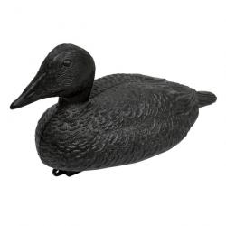 Eider noir