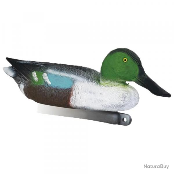 Blette de Souchet mâle taille réelle