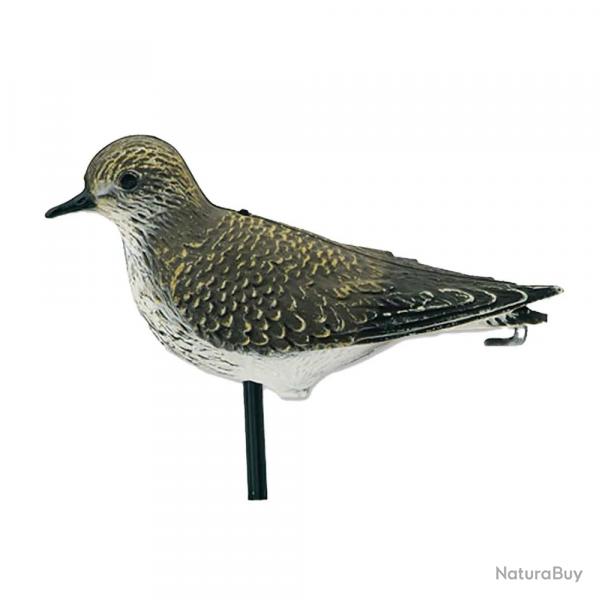 Pluvier doré réaliste