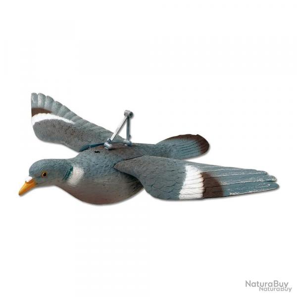Appelant pigeon plein à ailes déployées