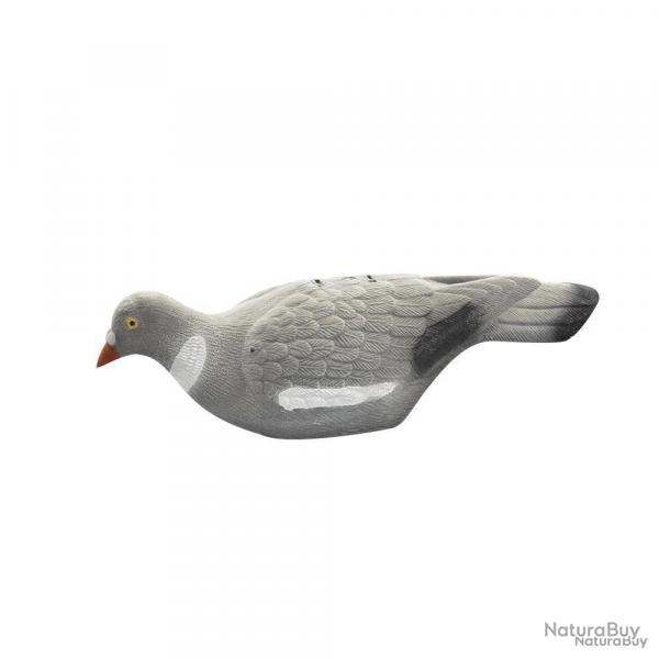 Appelant pigeon floqu, coquille
