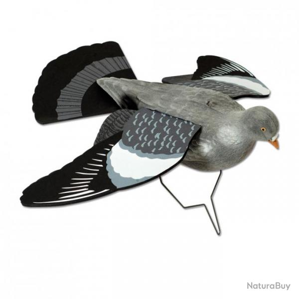 Pigeon ailes ouvertes polytylne
