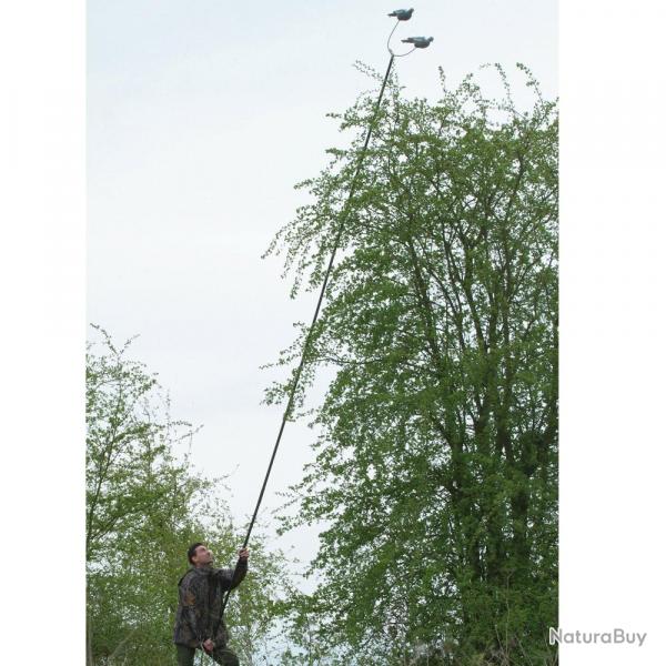 Mt  pigeons
