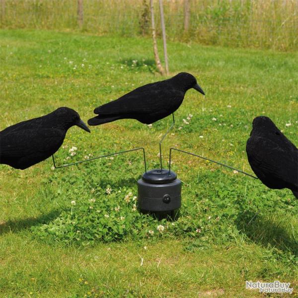 Mange  Corbeaux