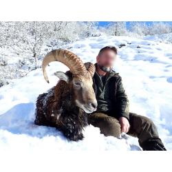 Chasse du Mouflon dans les Pyrénées