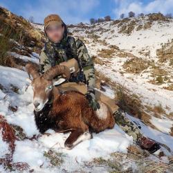 Chasse du Mouflon dans les Pyrénées
