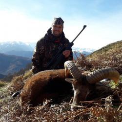 Chasse du Mouflon dans les Pyrénées