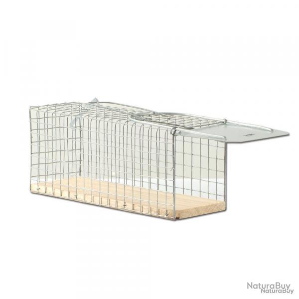 pige cage  souris 1 entre