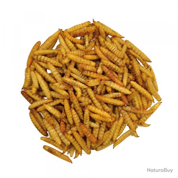 Larves Souffles 10 Litres Hermetia Illucens