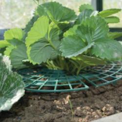 Supports pour fraisiers Lot de 5