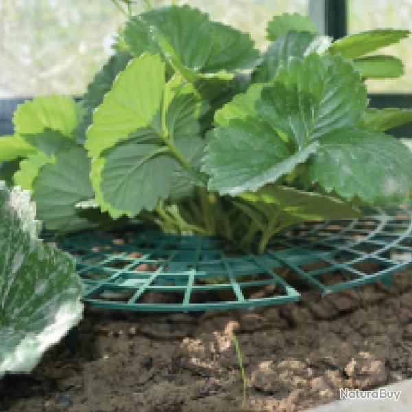 Supports pour fraisiers Lot de 5