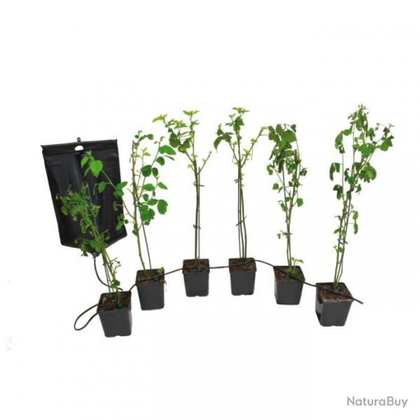 Kit arrosage  pour 6 plantes