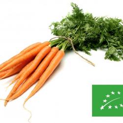 graines BIO de carottes Avril Juin
