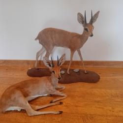 A VENDRE STEENBOK ENTIER