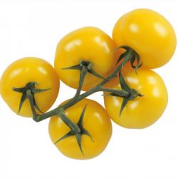 graines de Tomates Cerises Jaune Ola Polka Mars