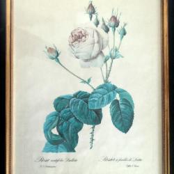 A saisir, lot de 3 sous-verre gravure motif floral-Botanique-Mi-XXèm-Anémone-Rose-Bouquet de Pensées