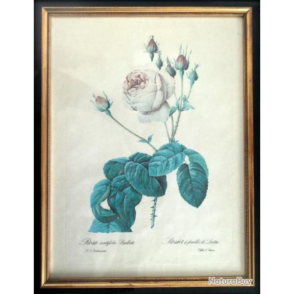A saisir, lot de 3 sous-verre gravure motif floral-Botanique-Mi-XXèm-Anémone-Rose-Bouquet de Pensées