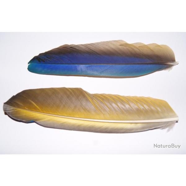 plume de ara bleue/or  RARE
