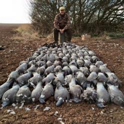 Spécial pigeons Février à Mai