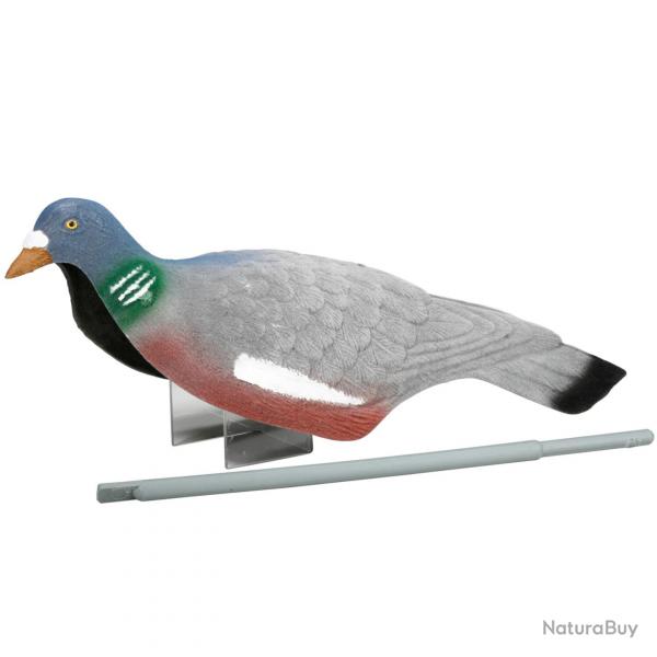Appelants, pigeons