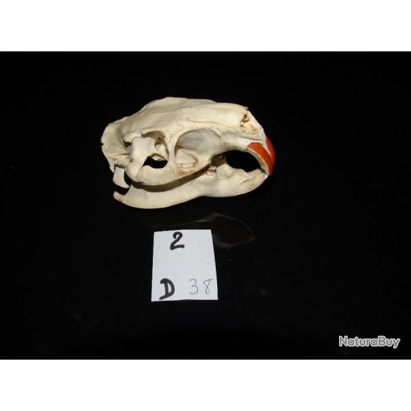crane de ragondin adulte    (N2 D)EB