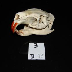 crane de ragondin adulte    (N°3 D)EB