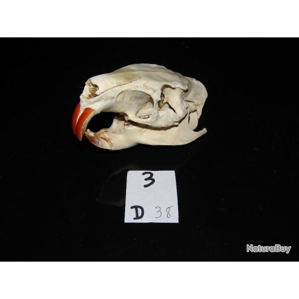 crane de ragondin adulte    (N3 D)EB