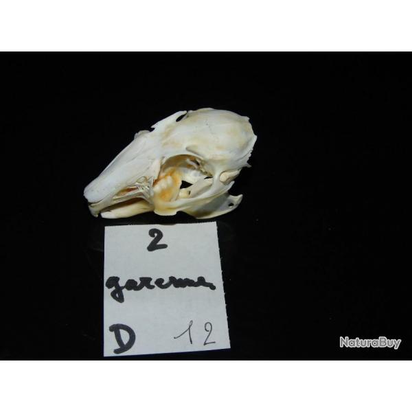 crane de lapin de garenne adulte    (N.2  D)EB